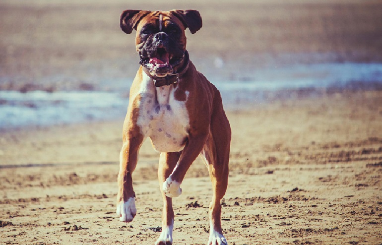 boxer puppies