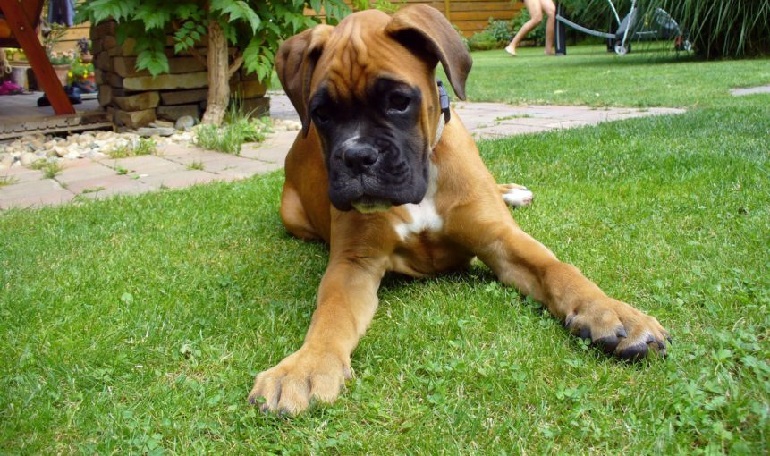 boxer dogs