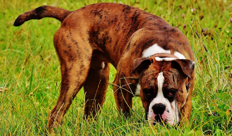 boxer (dog)