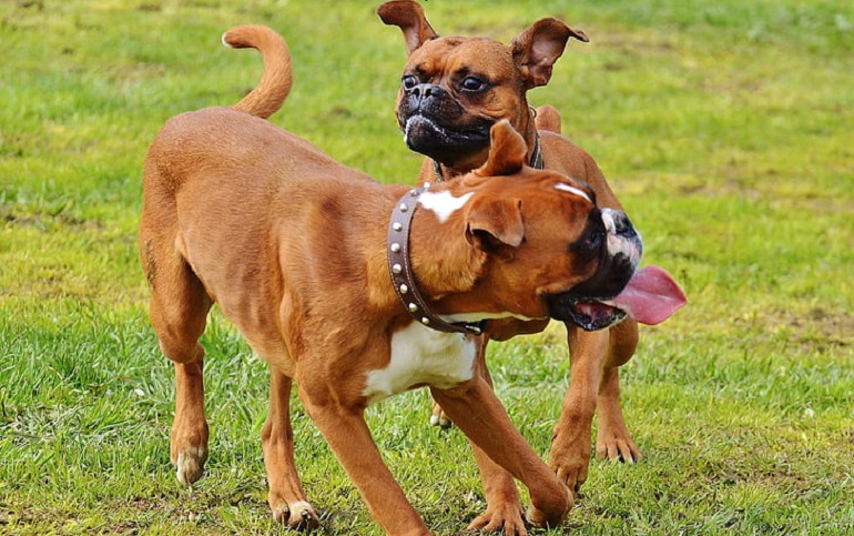 Miniature Boxer  Boxer dogs, Boxer puppies, Boxer dogs training