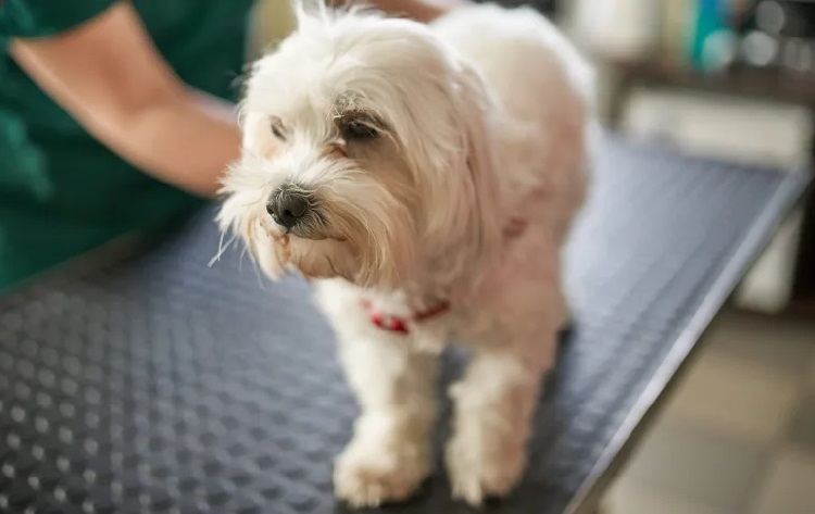 glen of imaal terrier puppy