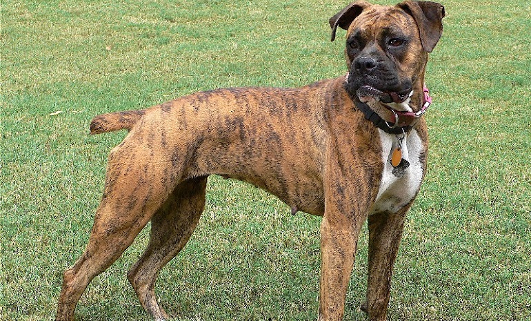 boxer breed