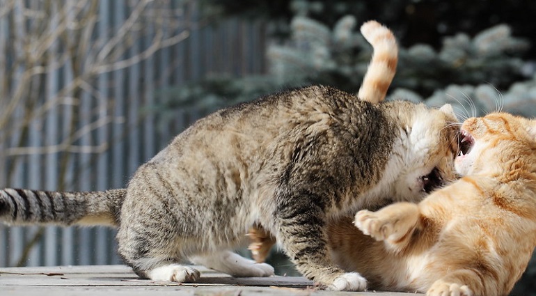 male cat before and after neutering
