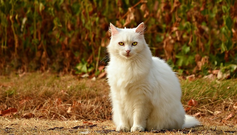 Benefits of Neutering Cats - Behavioral and Health Impact