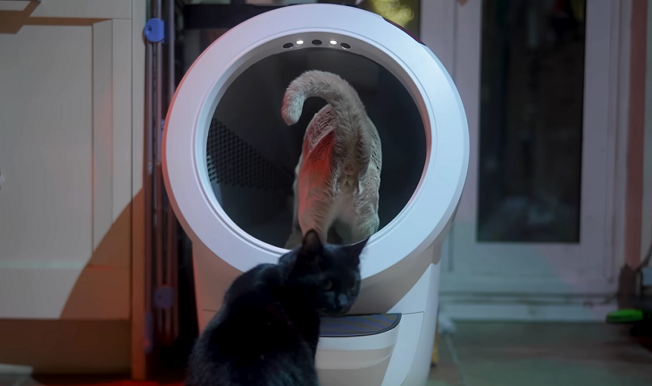 Cats sharing outlet litter box