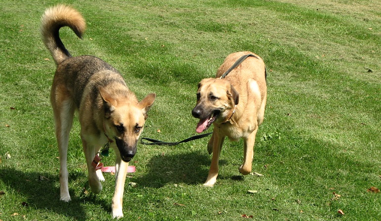 chinook breed