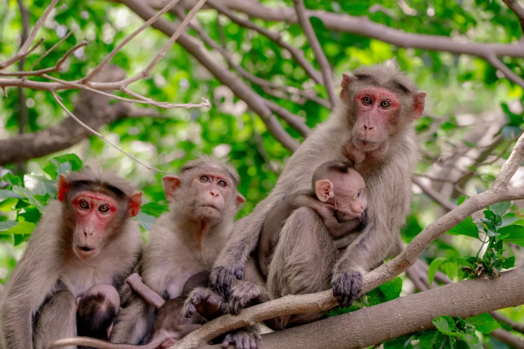 Monkeys: Facts about the largest group of primates