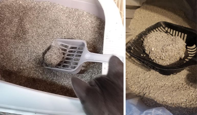 Cat litter without clearance clay