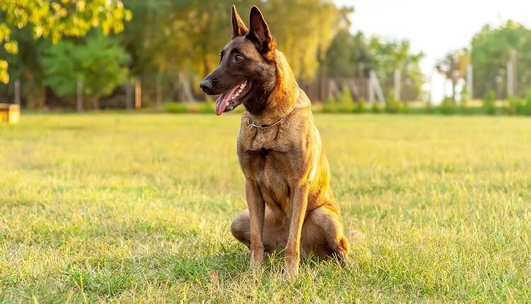 malinois puppy