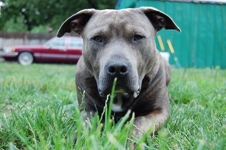 blue nose pitbull puppy