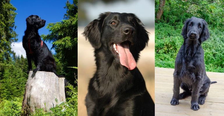 flat coated retriever mix