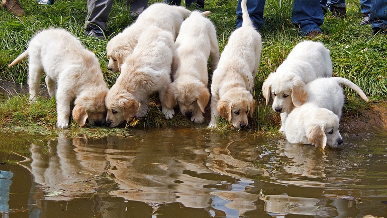 great pyrenees lifespan