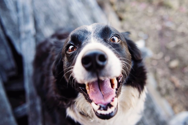 Surrendering an 2024 aggressive dog