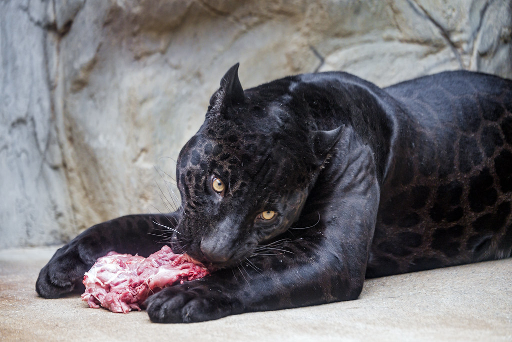 Black Panther Eating