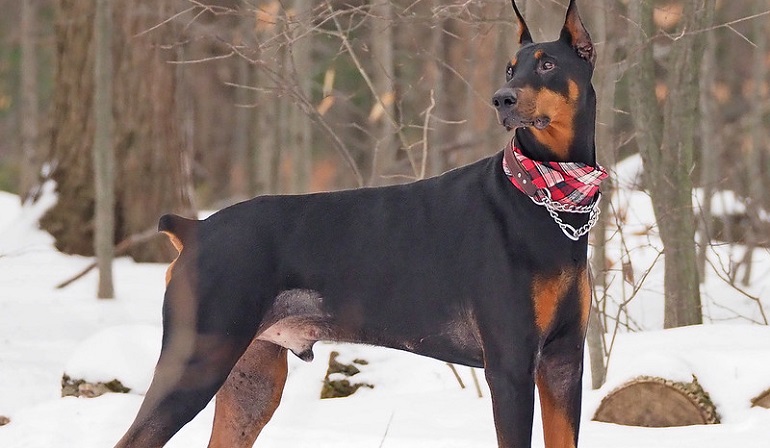 Full store size doberman