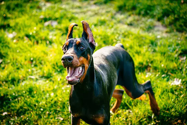 are dobermans good dogs
