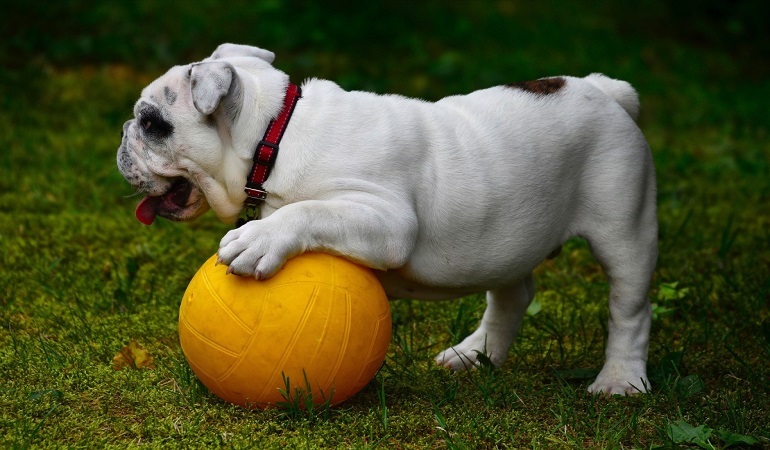 are toy english bulldogs extinct