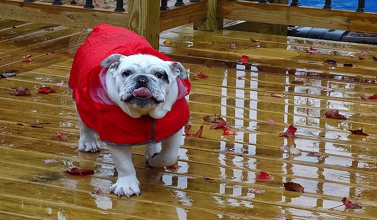 English Bulldog- History, Facts, And Personality Traits