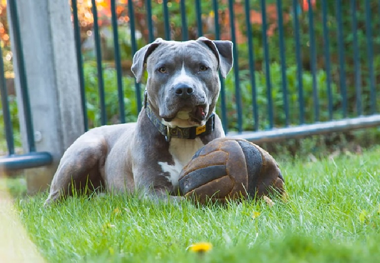 Blue nose pitbull store xl