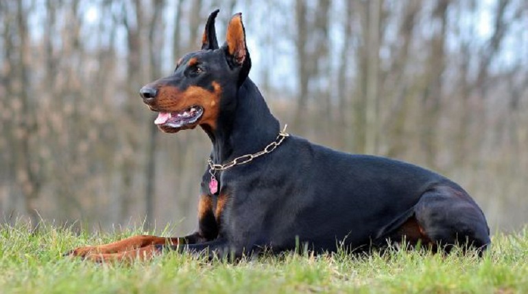 doberman strong