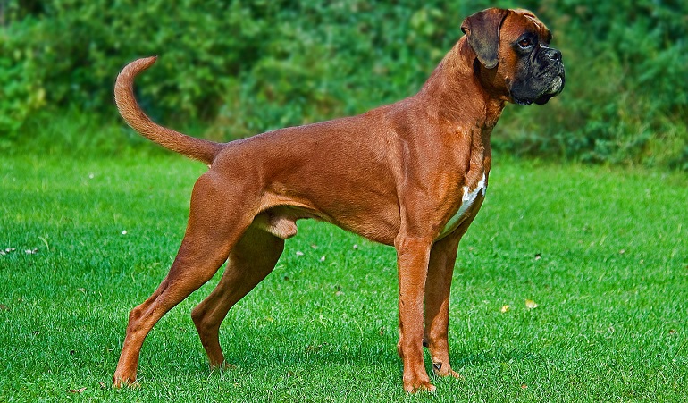 fawn color boxer