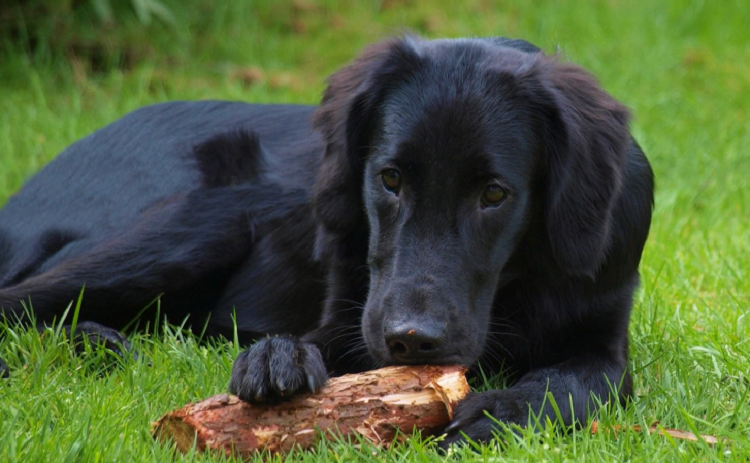 Black coat golden clearance retriever