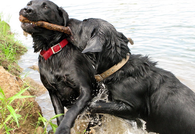 flat coated retriever breed