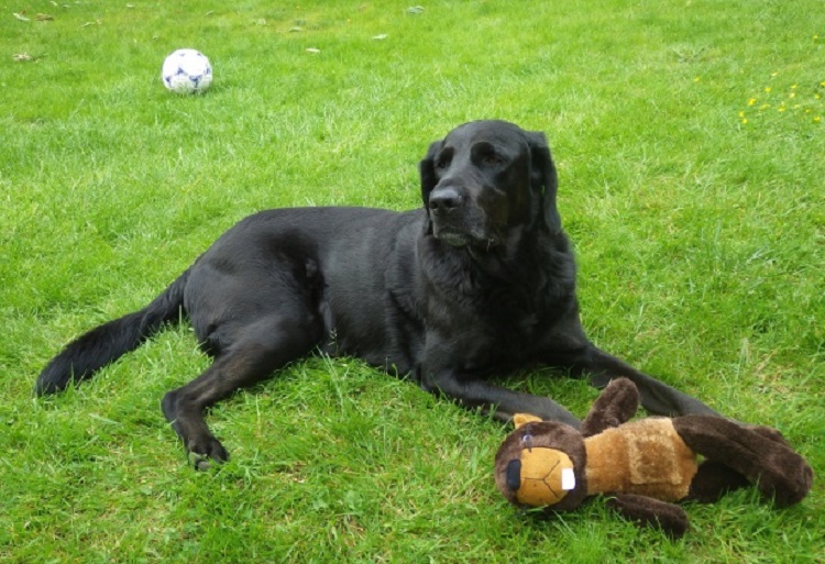 black flat coated retriever