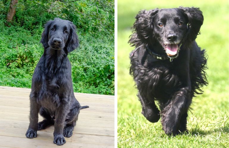 Flat coated shop retriever spaniel mix