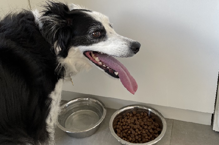 mini border collie