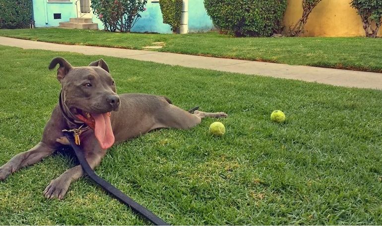 black nose pitbull terrier