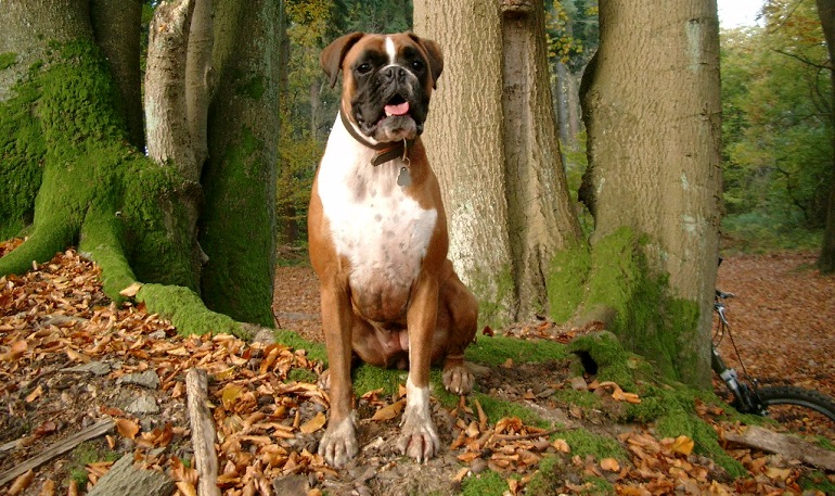 boxer puppy