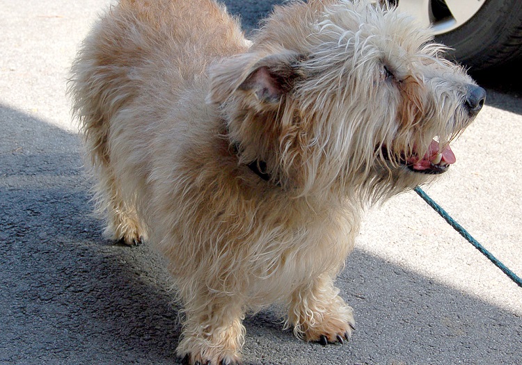 is the glen of imaal terrier a good breed of dog