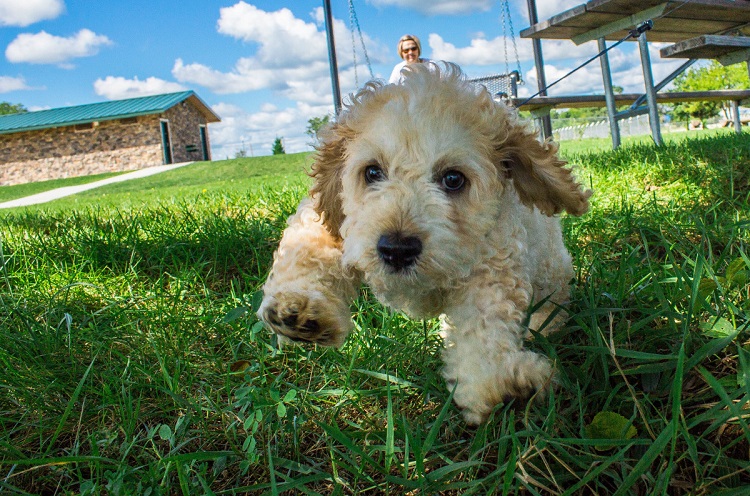 glen of imaal terrier puppies