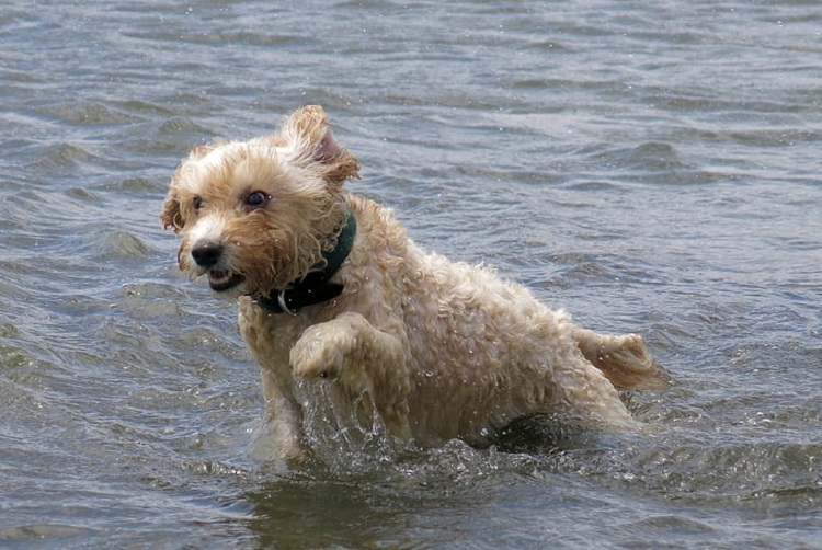 glen of imaal terriers breeders