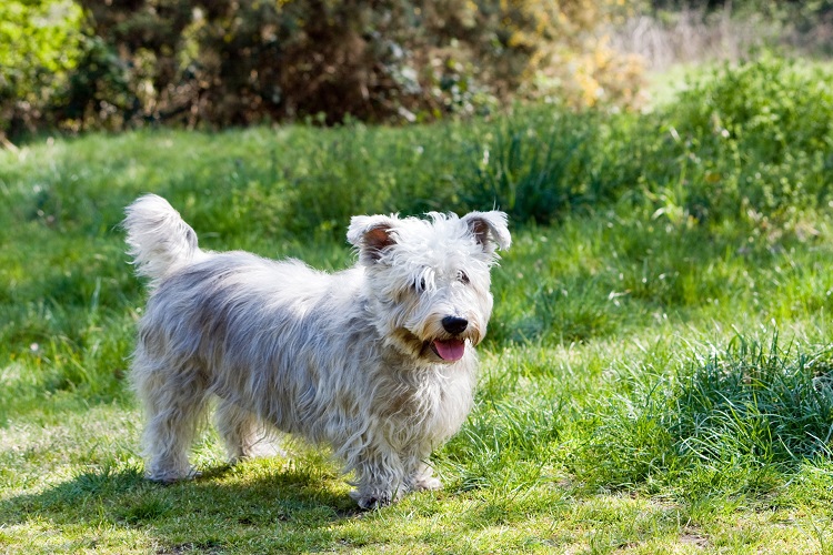 glen immal terrier