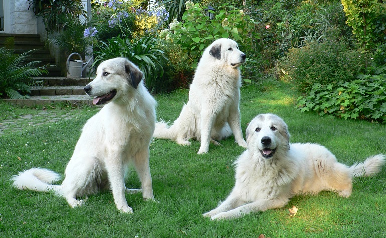 great pyrenees size