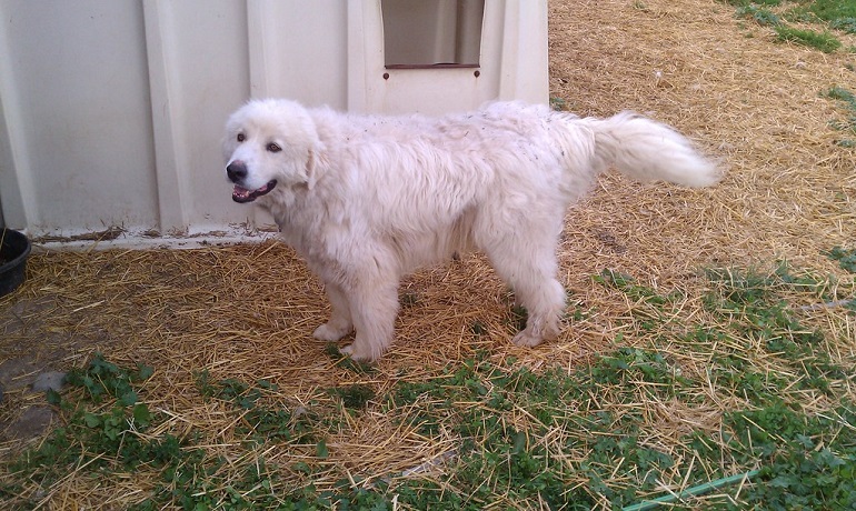 Great pyrenees outlet wolf collar