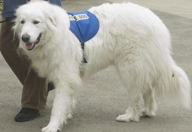 great pyrenees puppy