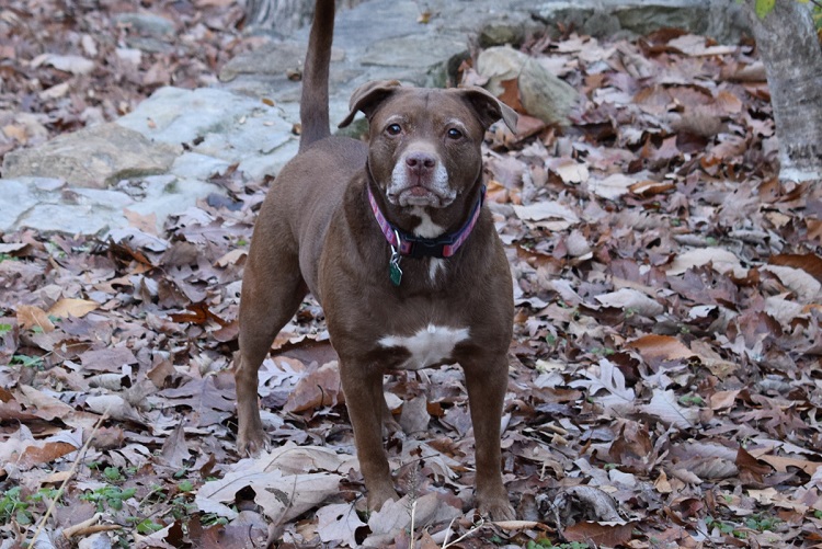 Red nose pitbull sales grey