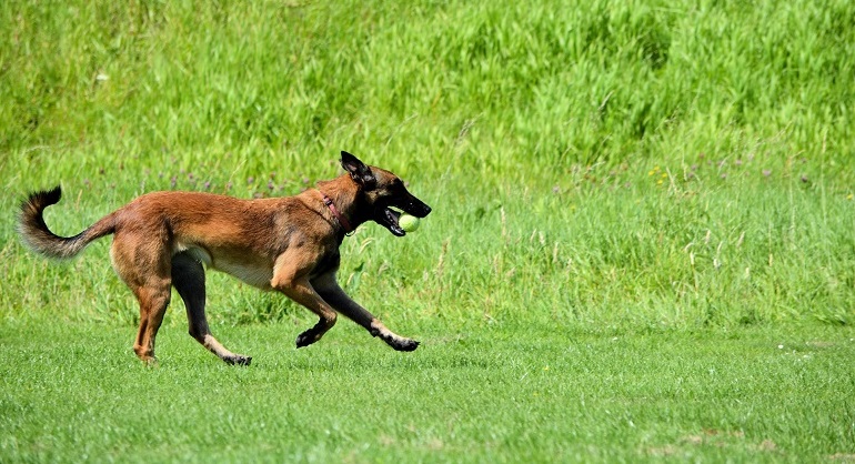 mallinois