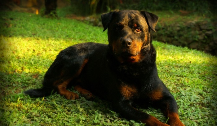 rottweiler breeders