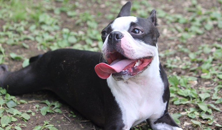 white boston terrier