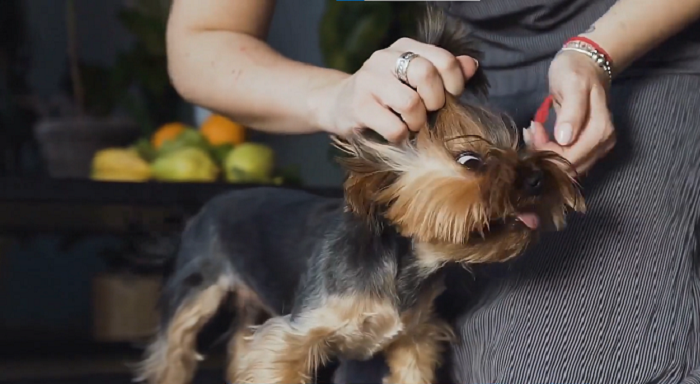 puppy biting