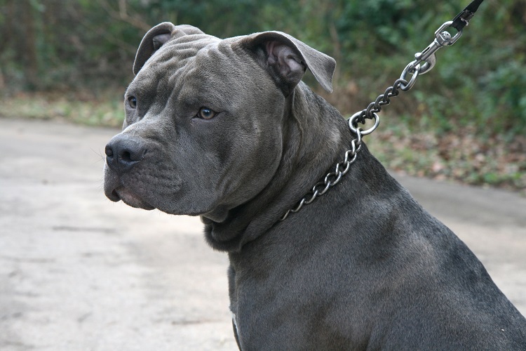 Grey blue store nose pitbull puppy