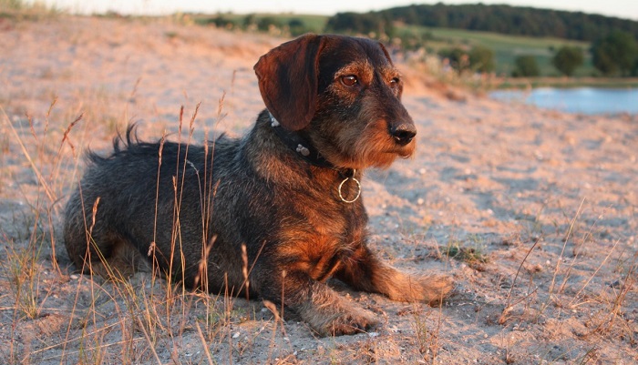 alpine dachsbracke is a mixed breed