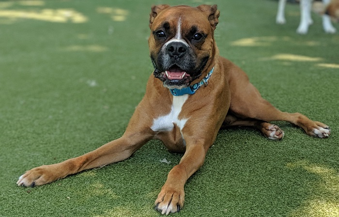 boxer dog