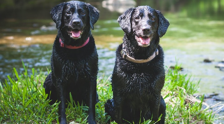 Flat coated retriever outlet service dog