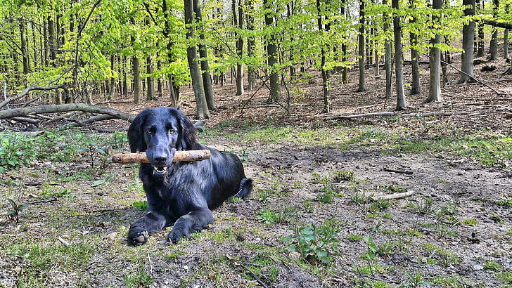 flat coat golden retriever