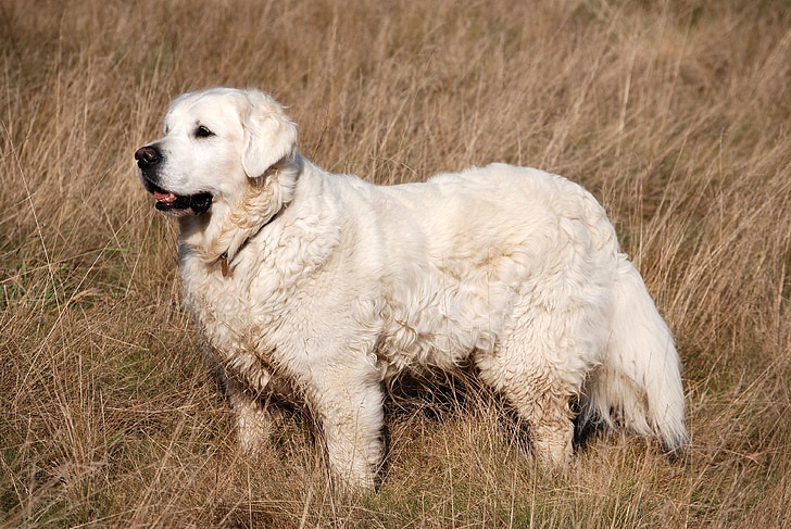 pyrenees dog